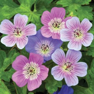 Pure Perfection Geranium Blend Thumbnail